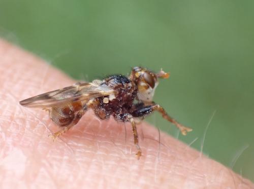 Myopa buccata